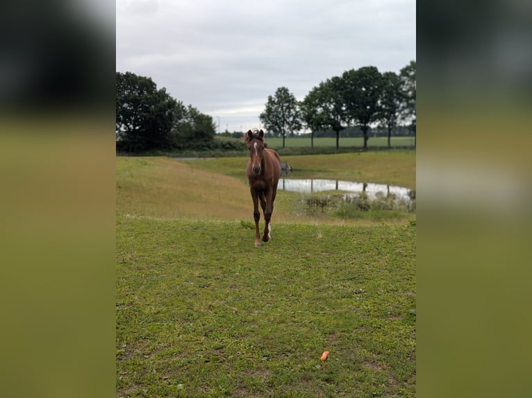 KWPN Stute 1 Jahr 172 cm Fuchs in Einighausen
