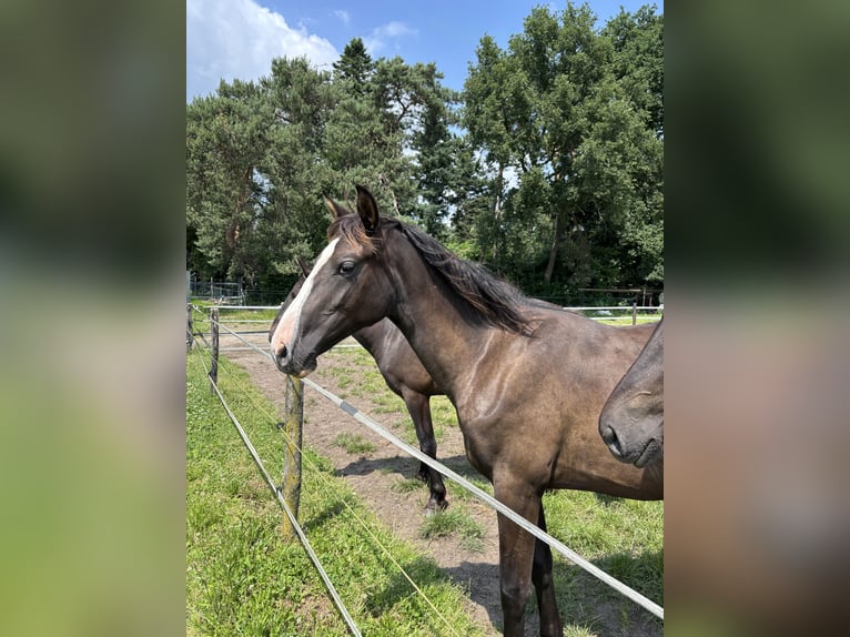 KWPN Stute 1 Jahr 175 cm Dunkelfuchs in M&#xF6;nchengladbach