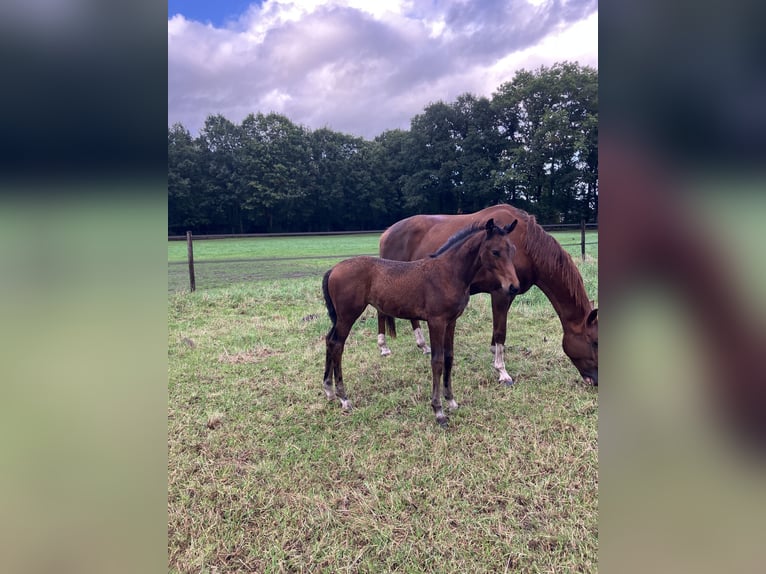 KWPN Stute 1 Jahr Brauner in Ommen