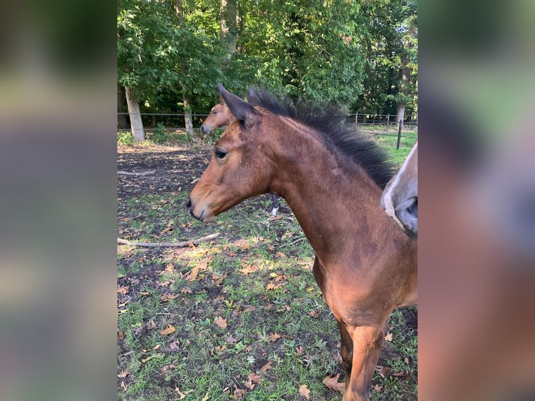 KWPN Stute 1 Jahr Brauner in Ommen