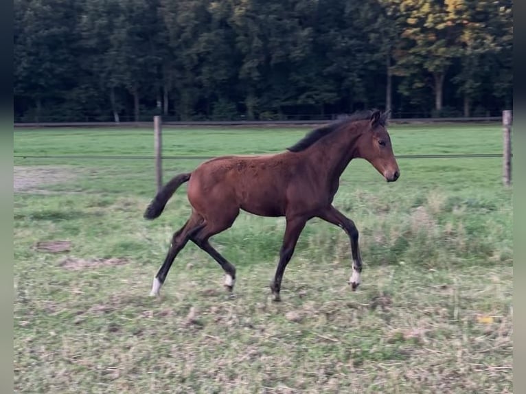 KWPN Stute 1 Jahr Brauner in Ommen