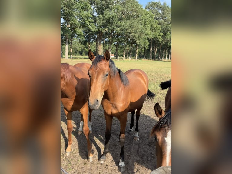KWPN Stute 1 Jahr Brauner in Ommen