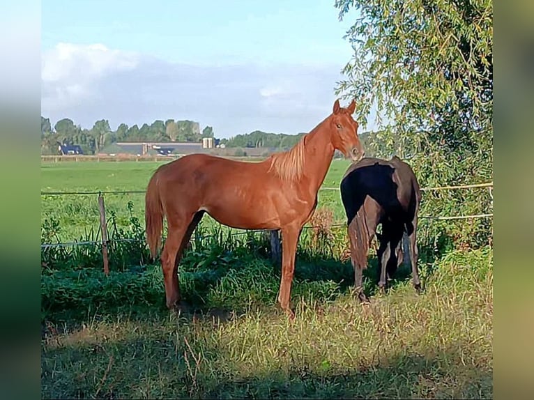 KWPN Stute 1 Jahr  in Leerdam