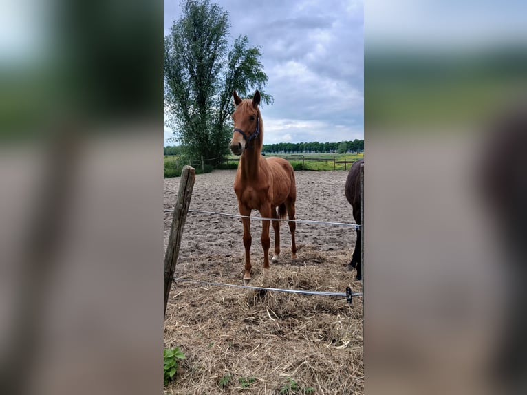 KWPN Stute 1 Jahr  in Leerdam