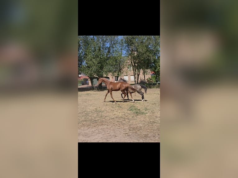 KWPN Stute 1 Jahr Fuchs in Emlichheim