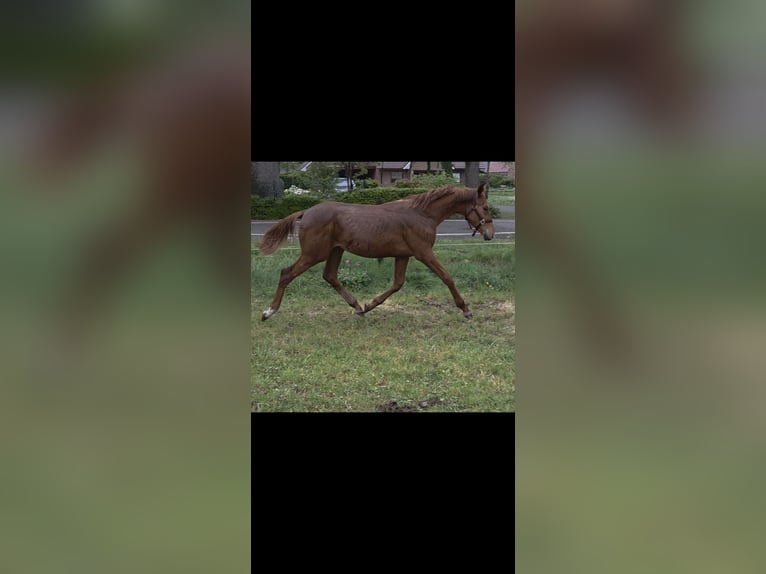 KWPN Stute 1 Jahr Fuchs in Emlichheim