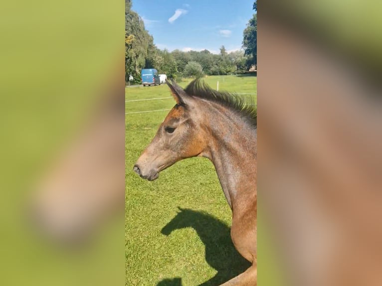 KWPN Stute 1 Jahr Schimmel in Emlichheim