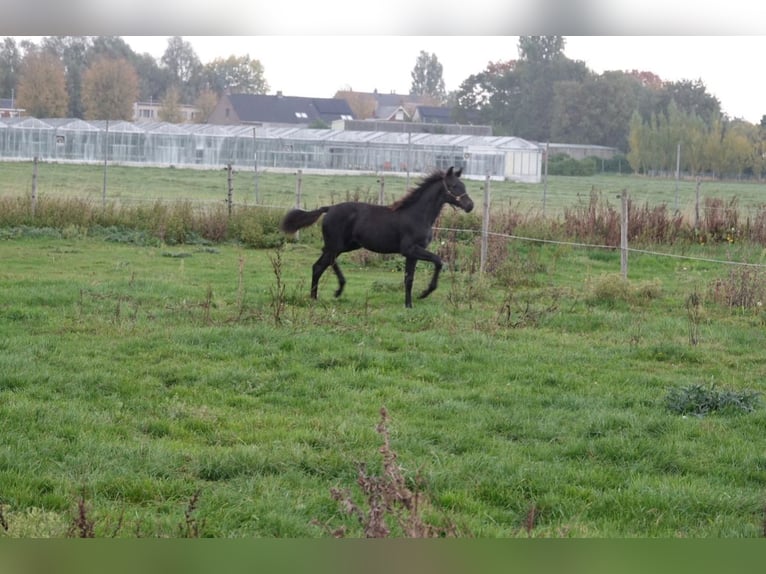 KWPN Stute 1 Jahr Schwarzbrauner in Wommelgem