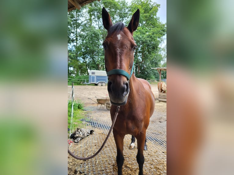 KWPN Stute 20 Jahre 156 cm Brauner in Obersch&#xF6;negg