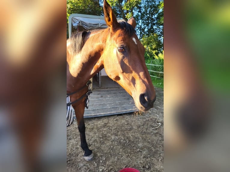 KWPN Stute 20 Jahre 156 cm Brauner in Obersch&#xF6;negg