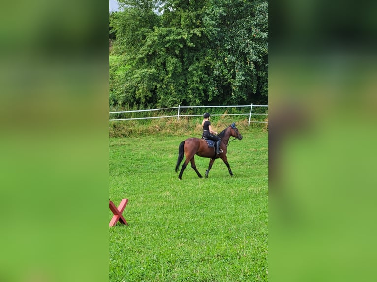 KWPN Stute 20 Jahre 156 cm Brauner in Obersch&#xF6;negg