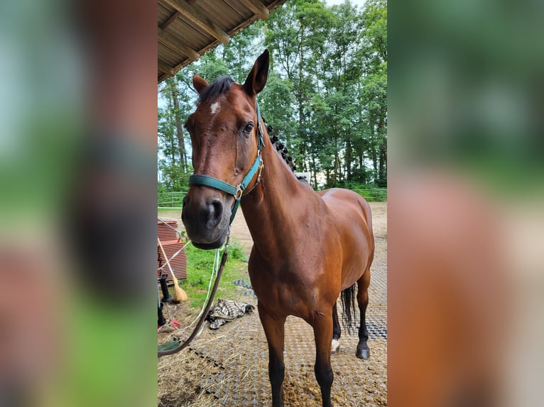 KWPN Stute 20 Jahre 156 cm Brauner in Obersch&#xF6;negg