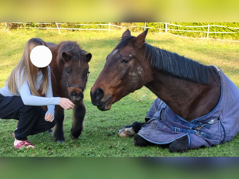 KWPN Stute 20 Jahre 156 cm Brauner in Obersch&#xF6;negg