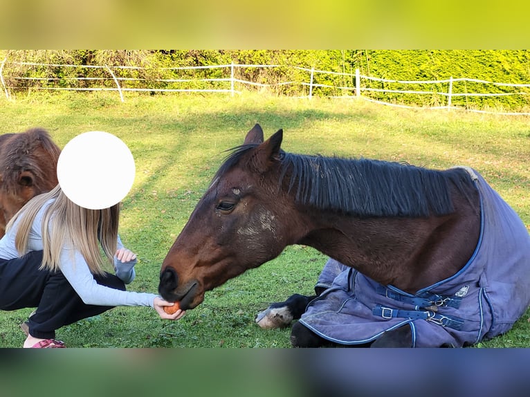 KWPN Stute 20 Jahre 156 cm Brauner in Obersch&#xF6;negg