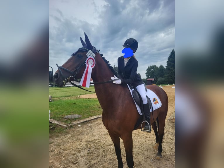 KWPN Stute 20 Jahre 156 cm Brauner in Obersch&#xF6;negg