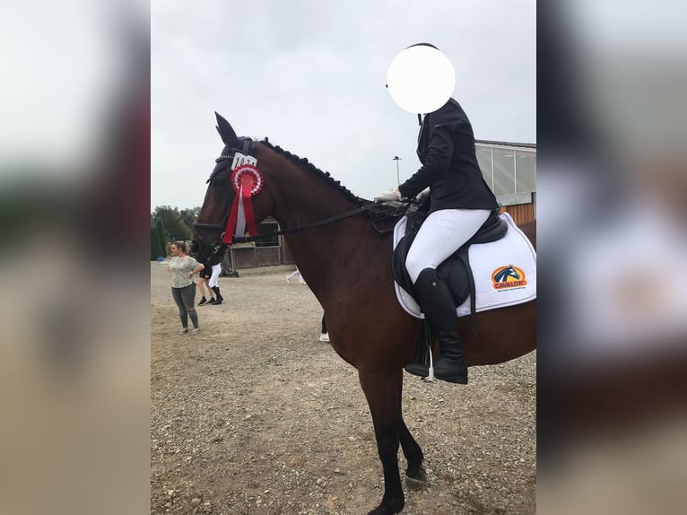 KWPN Stute 20 Jahre 156 cm Brauner in Obersch&#xF6;negg