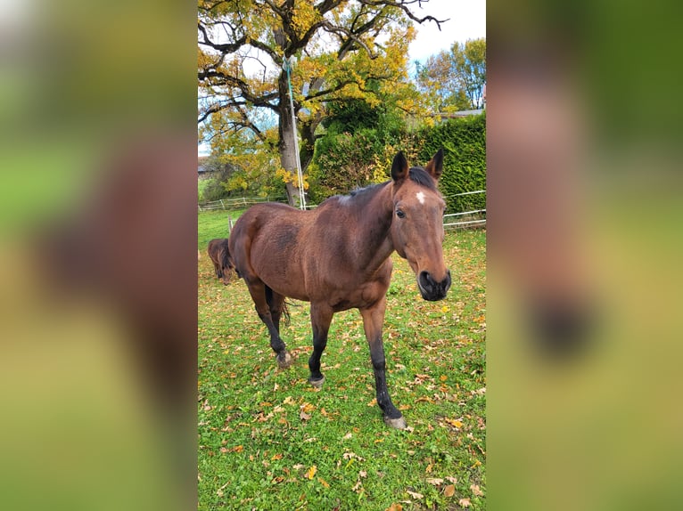 KWPN Stute 20 Jahre 160 cm Brauner in Obersch&#xF6;negg