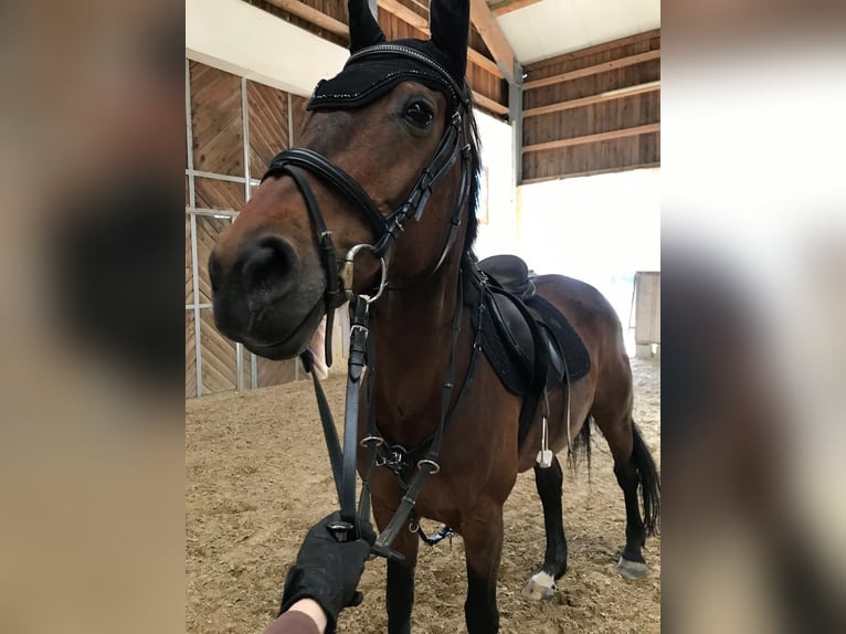 KWPN Stute 20 Jahre 160 cm Brauner in Obersch&#xF6;negg