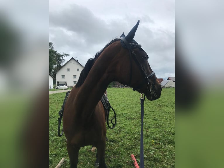 KWPN Stute 20 Jahre 160 cm Brauner in Obersch&#xF6;negg