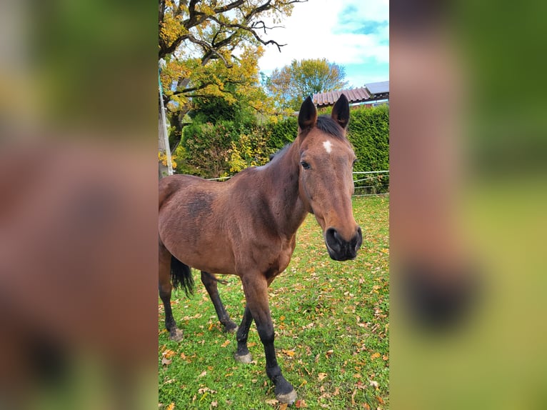 KWPN Stute 20 Jahre 160 cm Brauner in Obersch&#xF6;negg