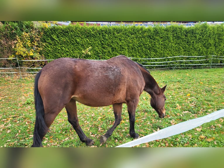KWPN Stute 20 Jahre 160 cm Brauner in Obersch&#xF6;negg