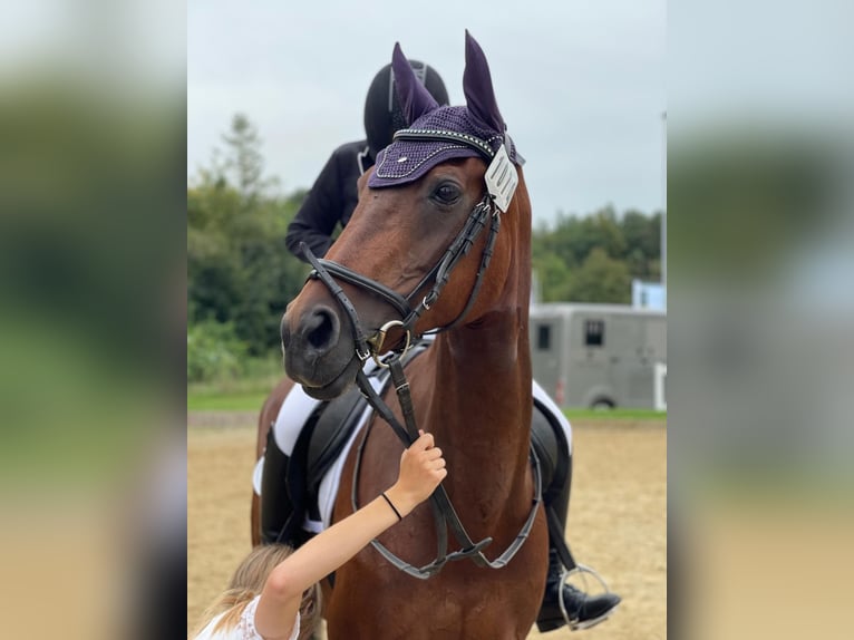 KWPN Stute 20 Jahre 162 cm Brauner in Obersch&#xF6;negg