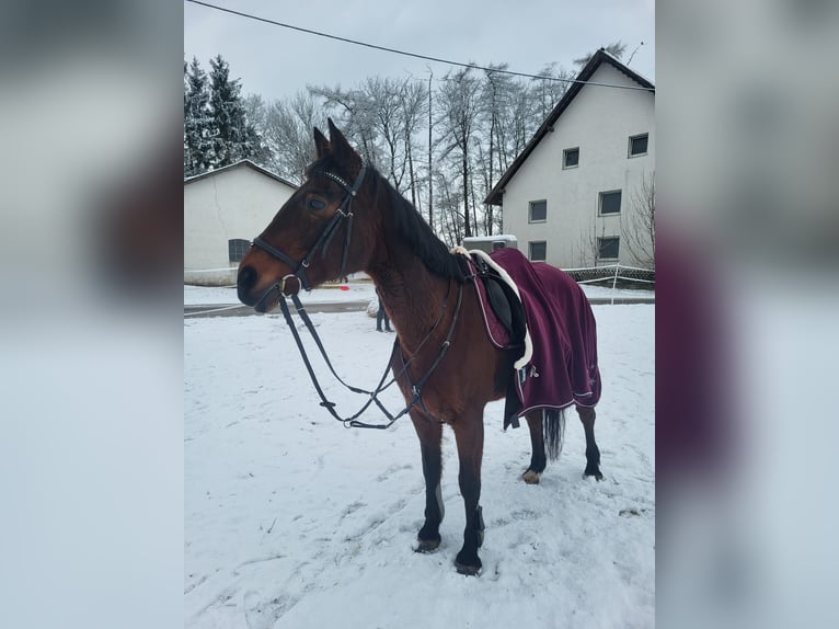 KWPN Stute 20 Jahre 162 cm Brauner in Obersch&#xF6;negg