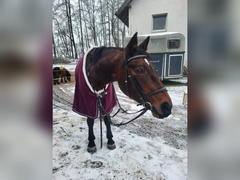 KWPN Stute 20 Jahre 162 cm Brauner in Obersch&#xF6;negg