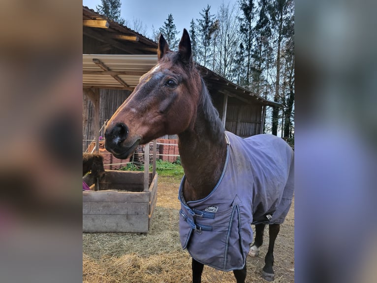 KWPN Stute 20 Jahre 162 cm Brauner in Obersch&#xF6;negg