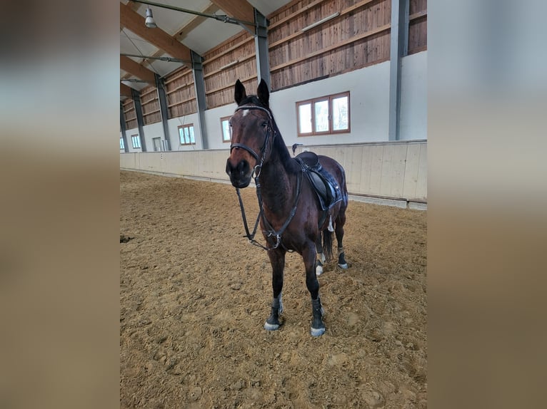 KWPN Stute 20 Jahre 162 cm Brauner in Obersch&#xF6;negg