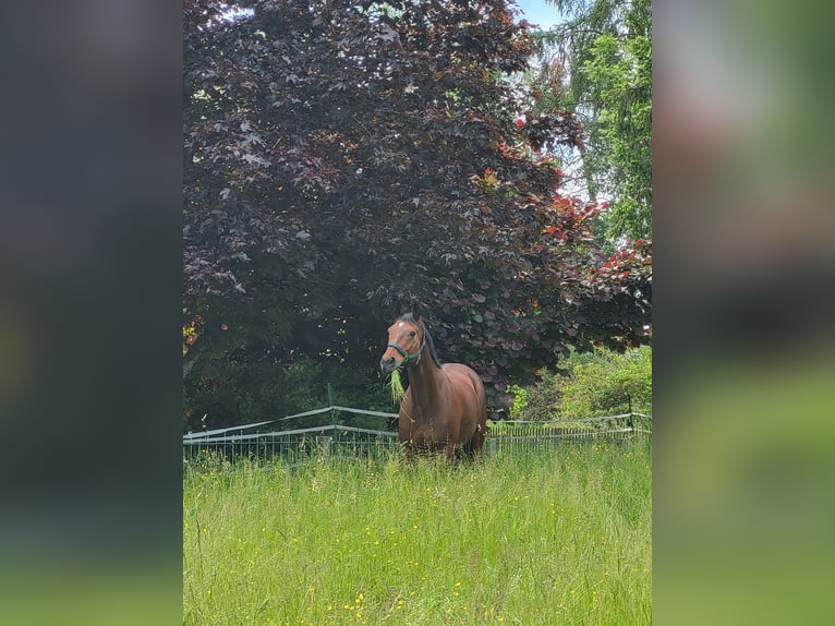 KWPN Stute 20 Jahre 162 cm Brauner in Obersch&#xF6;negg