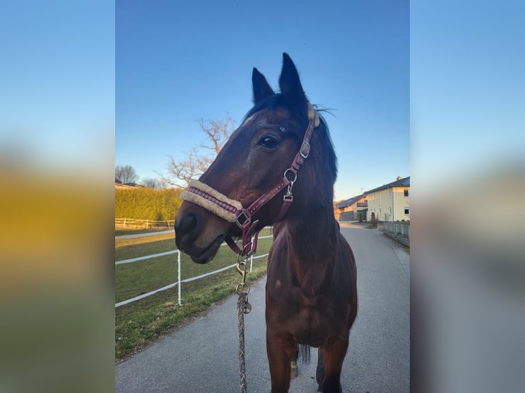 KWPN Stute 20 Jahre 162 cm Brauner in Obersch&#xF6;negg