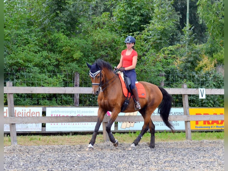 KWPN Stute 20 Jahre 170 cm Brauner in Nistelrode