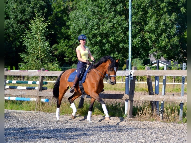 KWPN Stute 20 Jahre 170 cm Brauner in Nistelrode