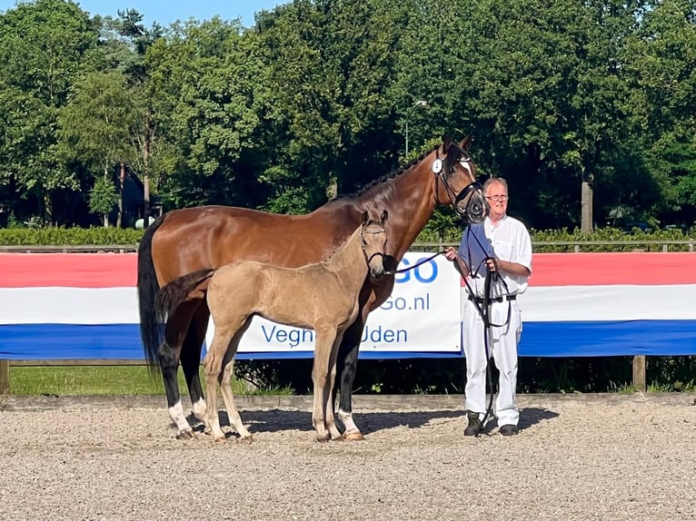 KWPN Stute 20 Jahre 170 cm Brauner in Nistelrode