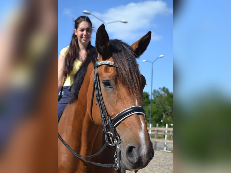 KWPN Stute 20 Jahre 170 cm Brauner in Nistelrode