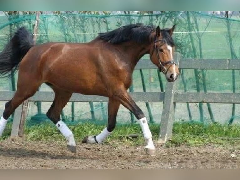 KWPN Stute 20 Jahre 170 cm Brauner in Nistelrode