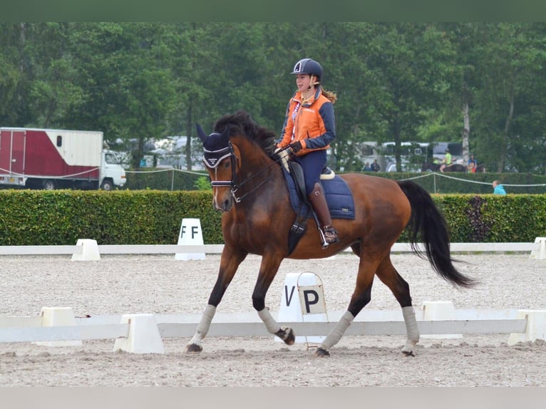 KWPN Stute 20 Jahre 170 cm Brauner in Nistelrode