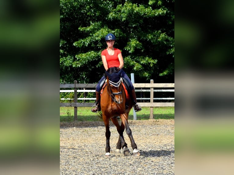 KWPN Stute 20 Jahre 170 cm Brauner in Nistelrode