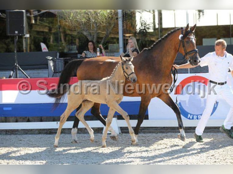 KWPN Stute 20 Jahre 170 cm Brauner in Nistelrode