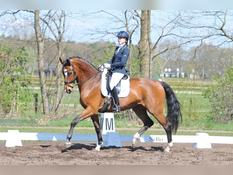 KWPN Stute 20 Jahre 170 cm Brauner in Nistelrode