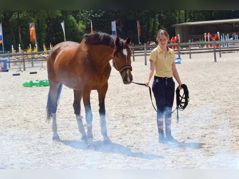 KWPN Stute 20 Jahre 170 cm Brauner in Nistelrode