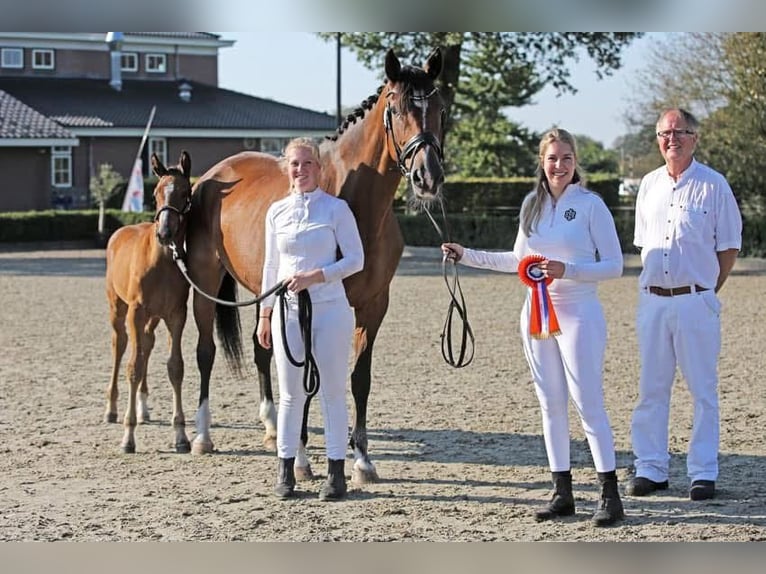 KWPN Stute 20 Jahre 170 cm Brauner in Nistelrode
