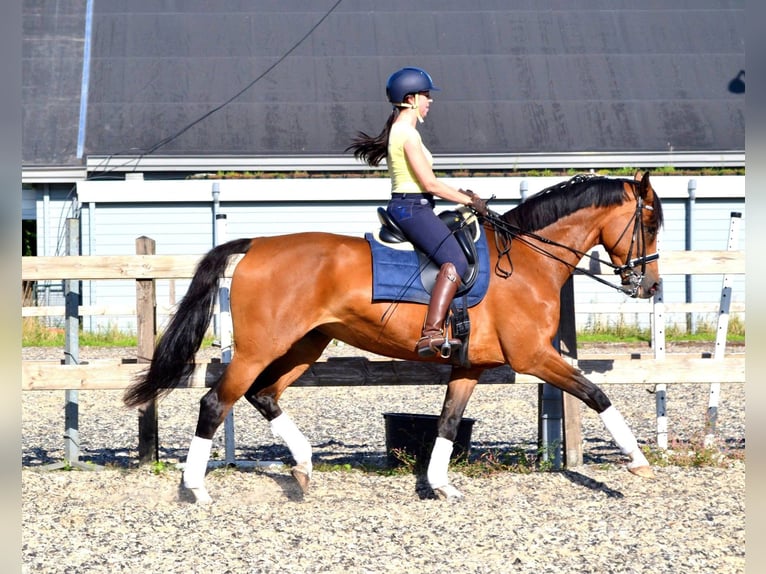KWPN Stute 20 Jahre 170 cm Brauner in Nistelrode