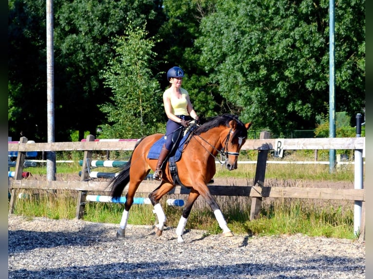 KWPN Stute 20 Jahre 170 cm Brauner in Nistelrode