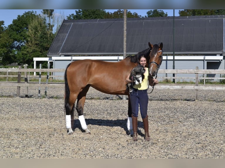 KWPN Stute 20 Jahre 170 cm Brauner in Nistelrode