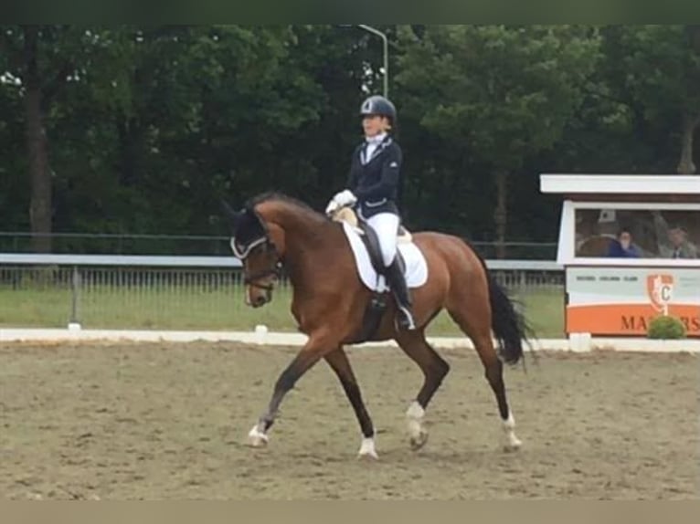 KWPN Stute 20 Jahre 170 cm Brauner in Nistelrode