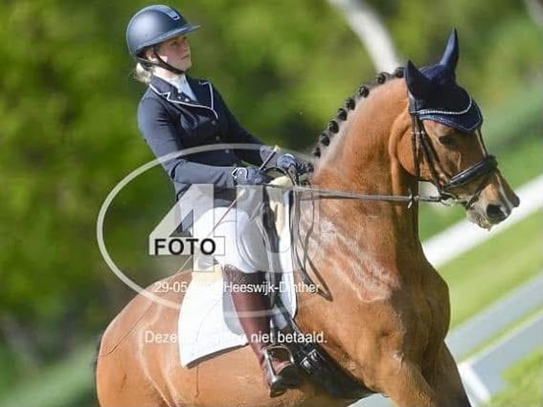 KWPN Stute 20 Jahre 170 cm Brauner in Nistelrode