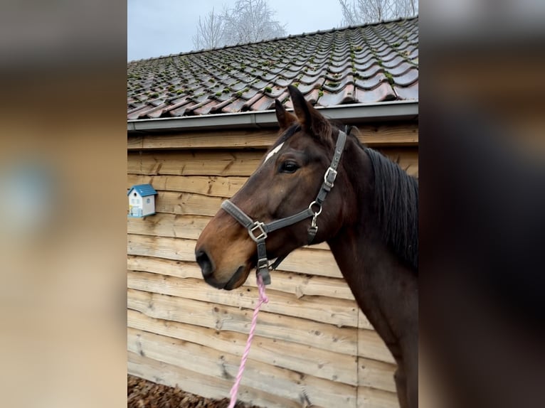 KWPN Stute 20 Jahre 175 cm Brauner in Barneveld