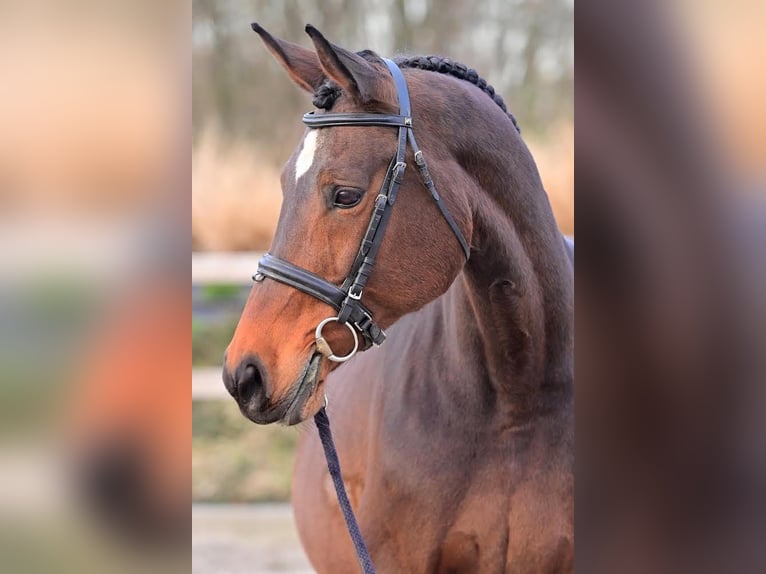 KWPN Stute 21 Jahre 167 cm Brauner in Veldhoven